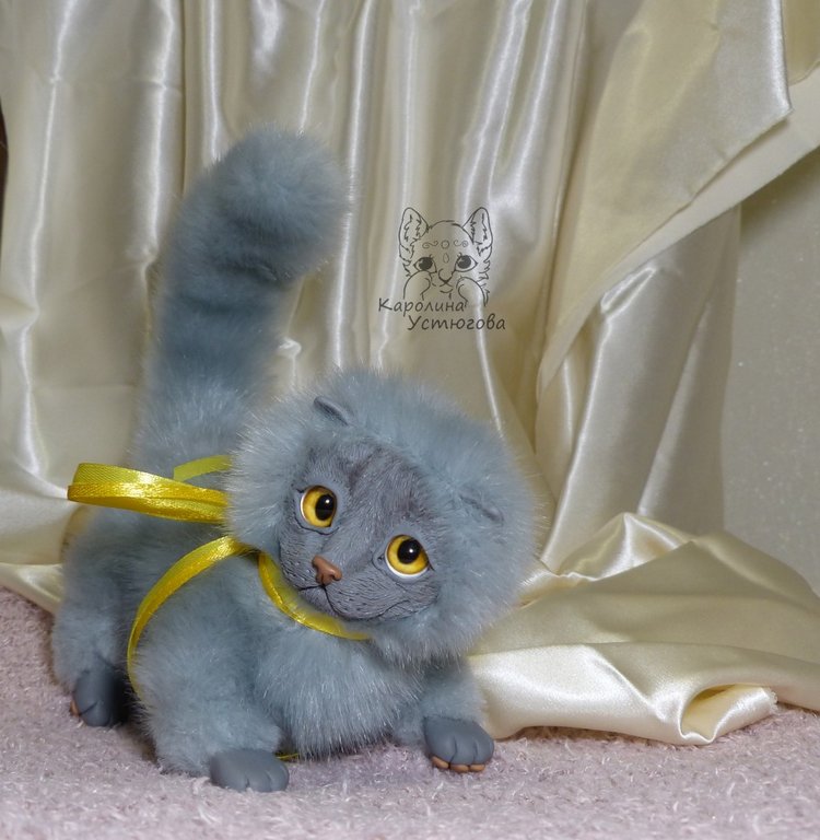 Котенок. Шотландский вислоухий (фото 10)