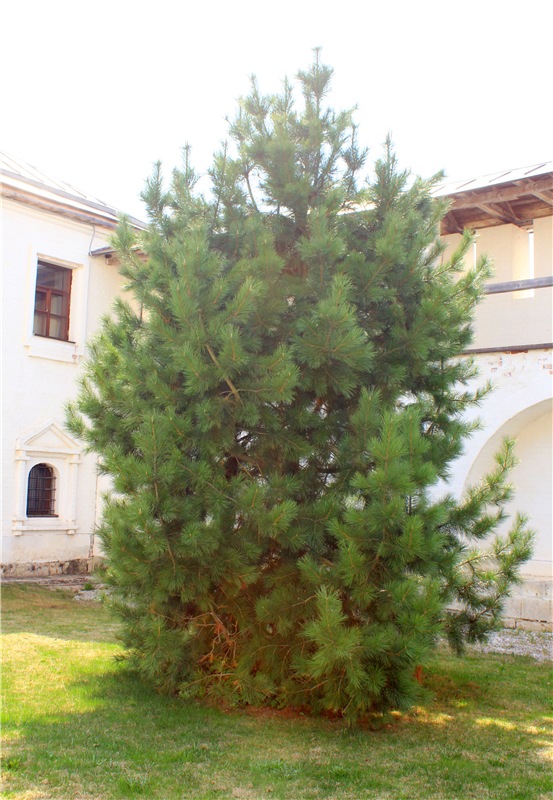 Пасхальные выходные с Джиджи. BJD Gigi от Meadow Dolls