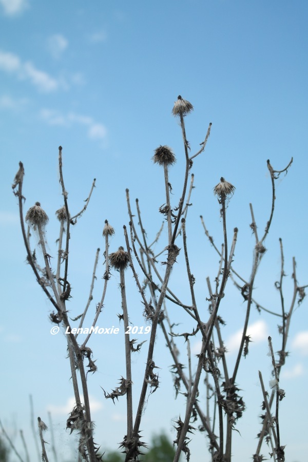 Есенинские тропинки. Часть 2 (фото 8)