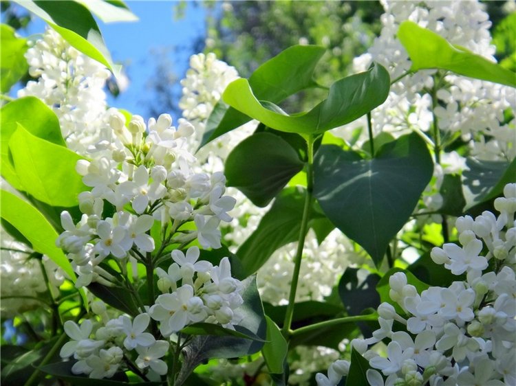 Дивная Весна — Куклы Zwergnase (Цвергназе/Цверги): фото (фото 3)