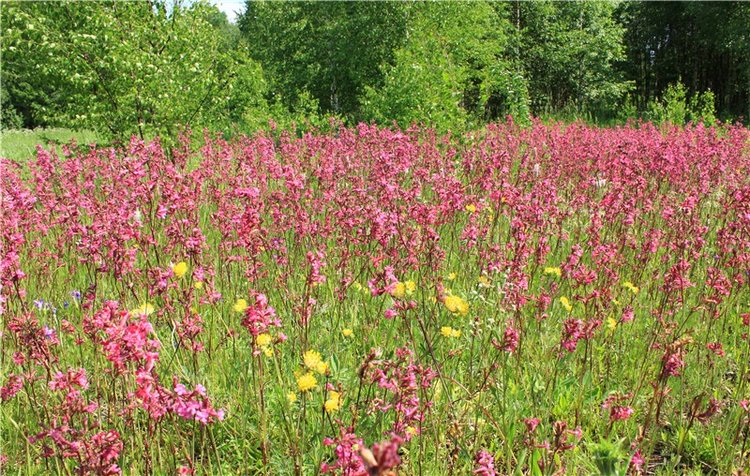 Малиновый Июнь, продолжение. BJD Gigi от Meadow Dolls