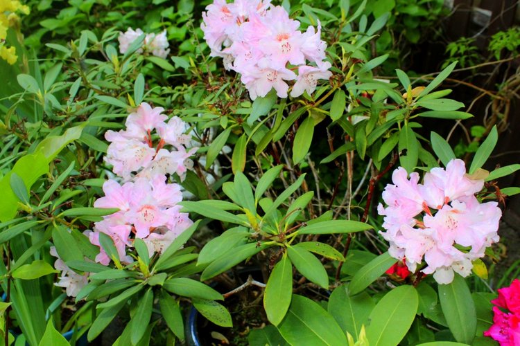 Любовь нечаянно нагрянет — Фэшн