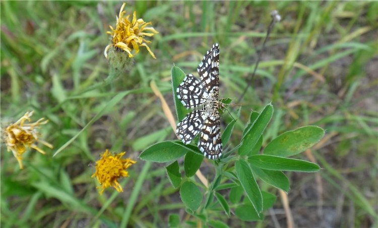 Ромашковый Июнь — Куклы Meadow dolls (Медовушки): BJD (БЖД) (фото 5)