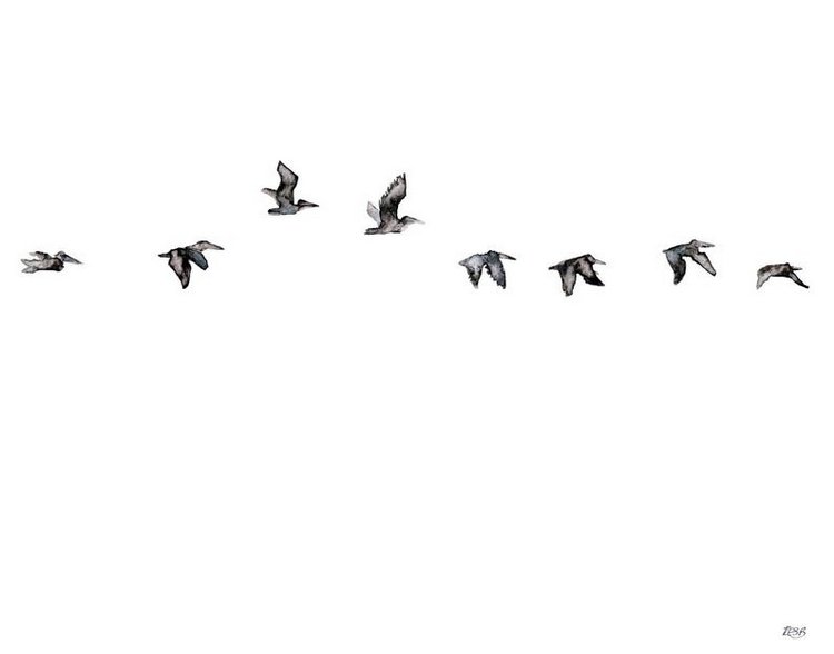 TheColorfulCatStudio - Иллюстрированная фауна by Rachel Byler