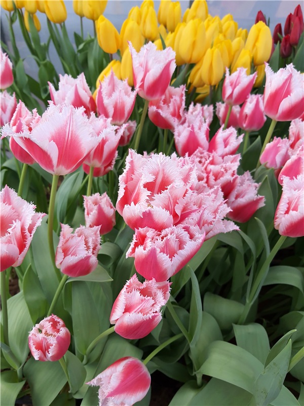 Выставка тюльпанов в Твери (фото 3)