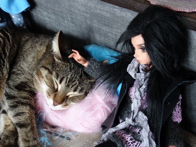 Кото-фото — В мире животных: смешные фото питомцев и зверей