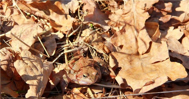 Апрельский день в Василёво, продолжение (фото 6)