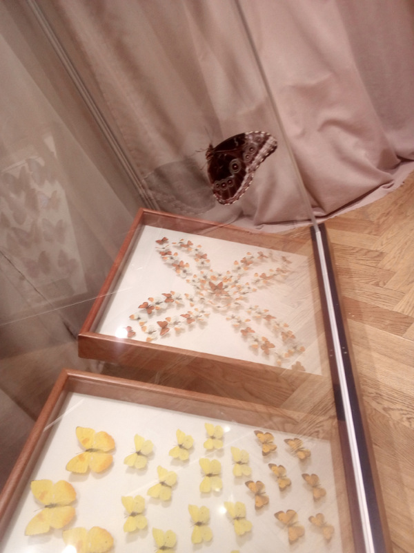 Живые цветы — Болталка и разговоры обо всем: жизнь (фото 4)