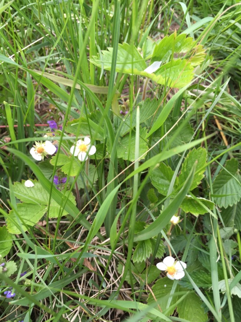 Поездка на дачу с Mui-chan, Migliorati и Sonny angel
