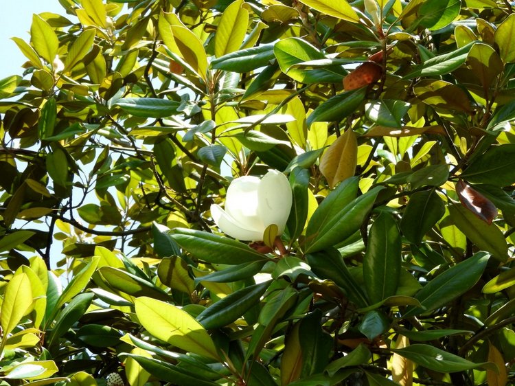 Краснодарский Край, Сочи-Адлер, Санаторий «Южное Взморье»