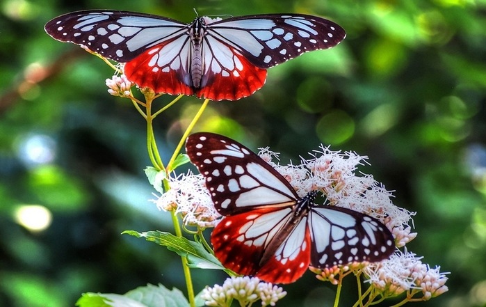 На лесной полянке чудо - на цветочках бантики. Это бабочки расселись, как цветные фантики