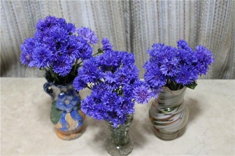 Ах, васильки, васильки — Красивая природа и цветы: фото пейзажей (фото 6)