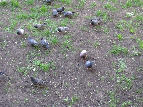 1 апреля — Международный день птиц