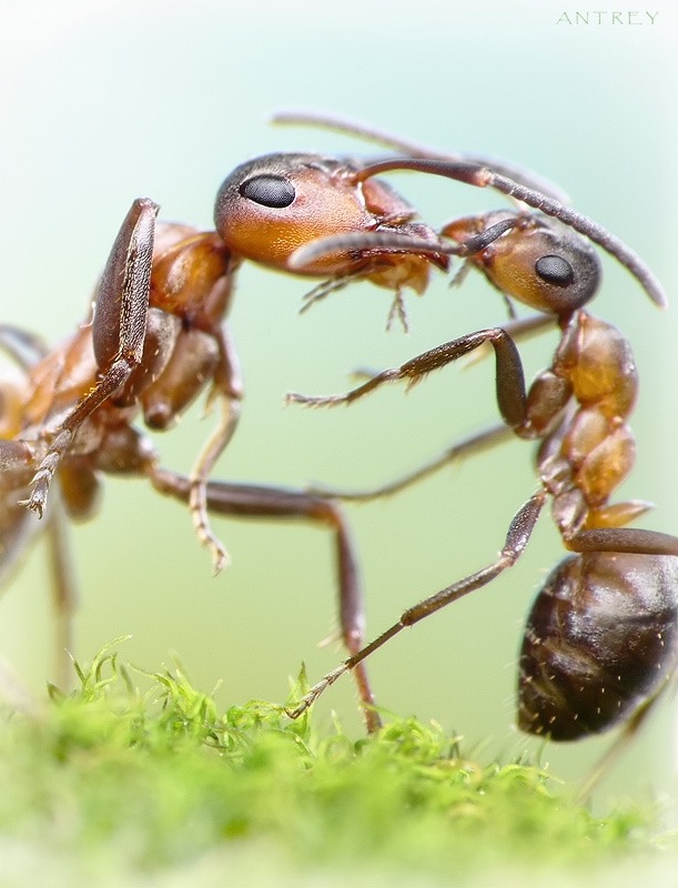 Уморительные муравьи — Интересное обо всем: поздравления