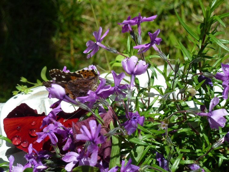 Сочи-Адлер: Южное Взморье - Мои любимые куколки на отдыхе
