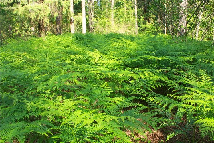 Малиновый Июнь, продолжение. BJD Gigi от Meadow Dolls