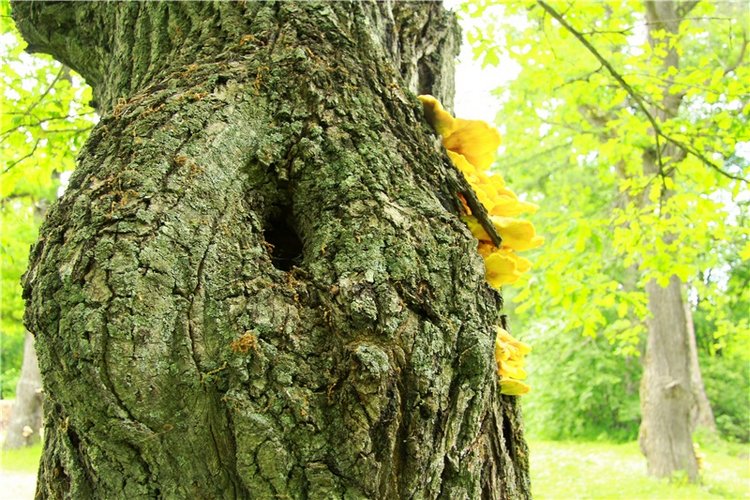 Путешествие с Бенни — Культура