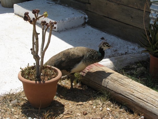 Путешествие на о. Кипр — Туризм и путешествия: фотоотчеты из поездок