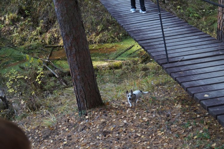 Хотите прогуляться по нашему городу? А за город - по экологической тропе