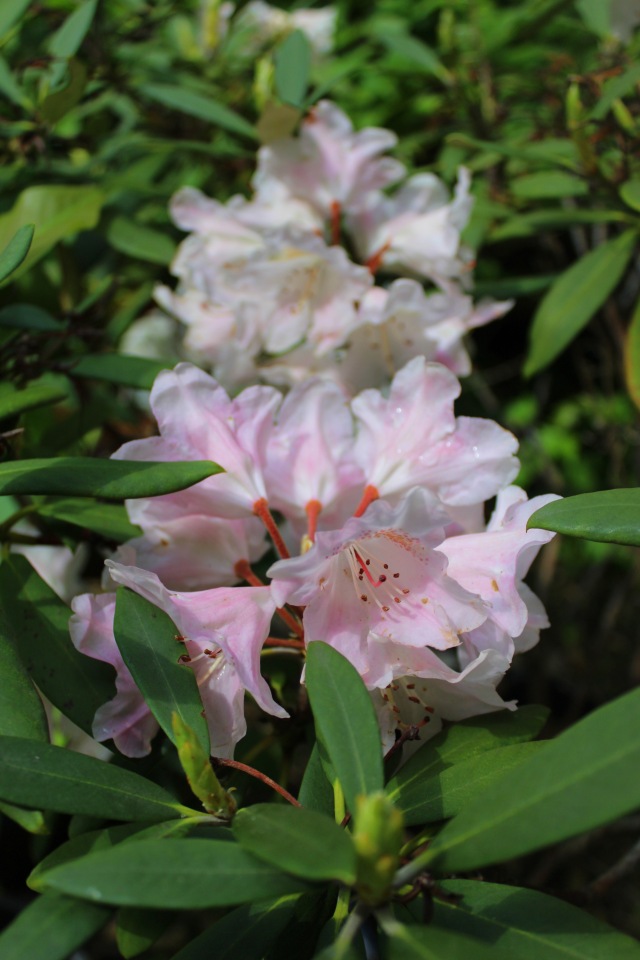 Любовь нечаянно нагрянет — Фэшн