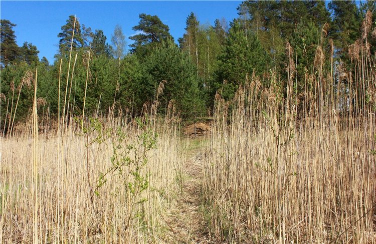 Долгая дорога к Волге. Custom Blythe Doll UFO Go Go Takara