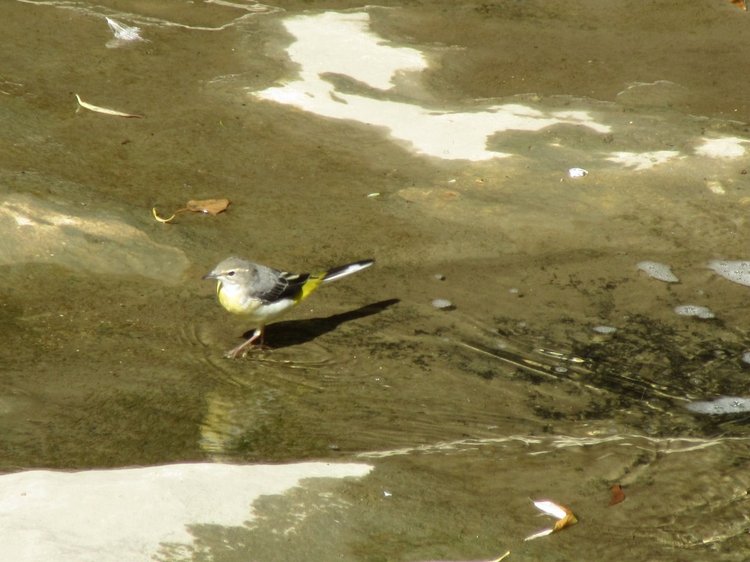 Горячее солнышко Кисловодска (фото 6)