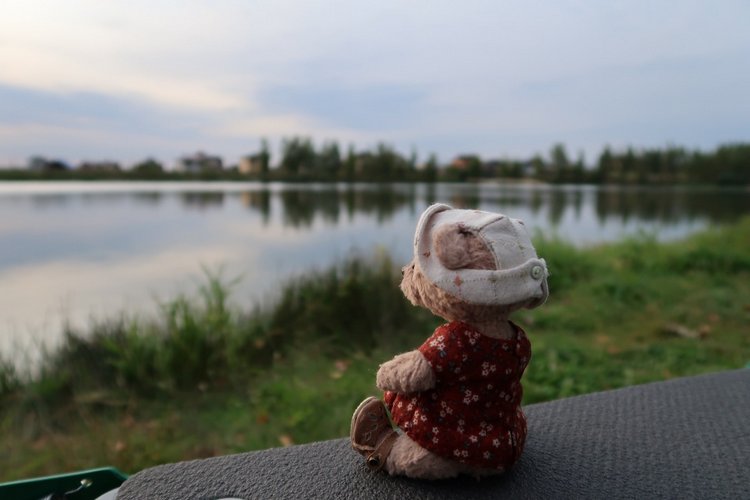 Знакомьтесь, новый вид медведей - медведь сумочный (фото 8)