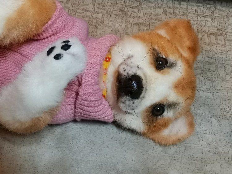 Акито щенок — Игрушки в смешанной технике (мех и глина): Арт (фото 6)