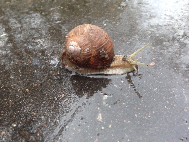 Как мы фотографировали улитку с Mui-chan