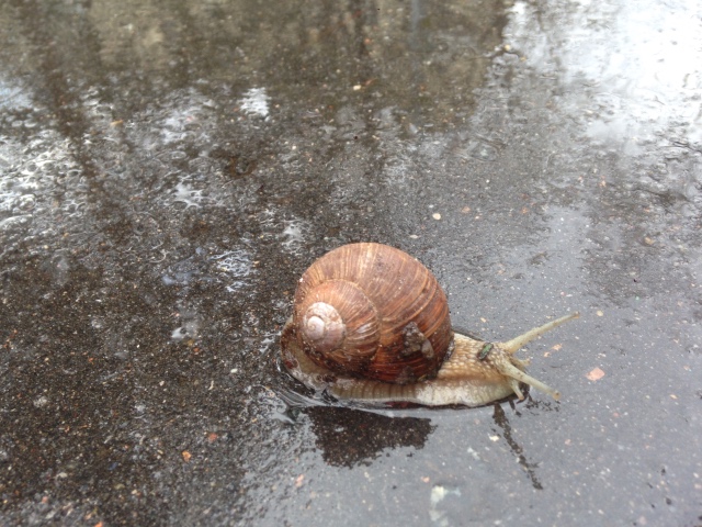 Как мы фотографировали улитку с Mui-chan (фото 10)