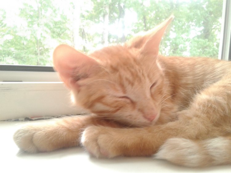 Больше никаких кошек! А котята не считаются | Бэйбики Больше никаких кошек! А котята не считаются (фото 9)