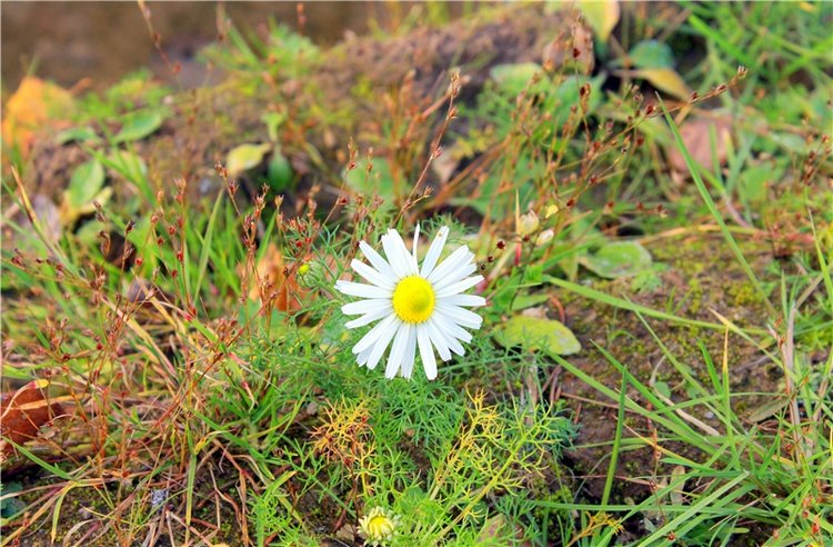 Ромашковый октябрь. Zwergnase Mischa
