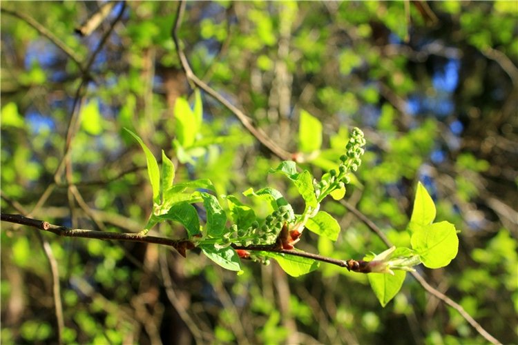 Джиджи на Орше. BJD Gigi от Meadow Dolls