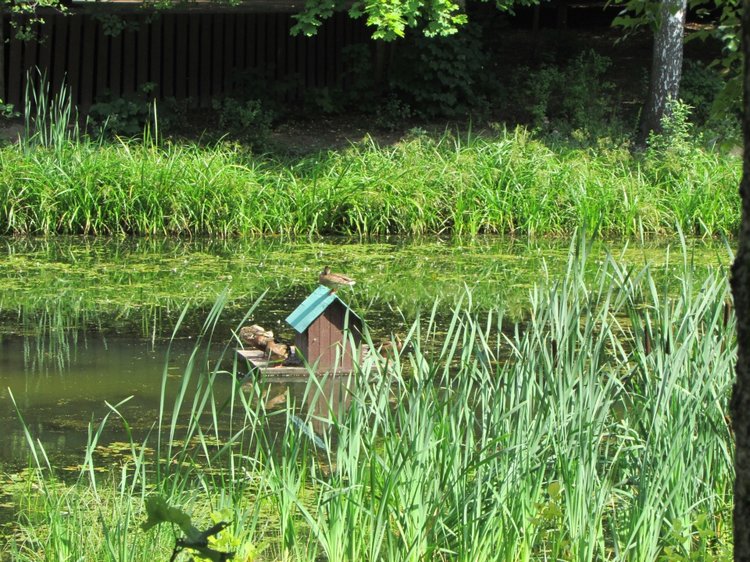 Малышня на прогулке в Бирюлёвском дендропарке (фото 6)