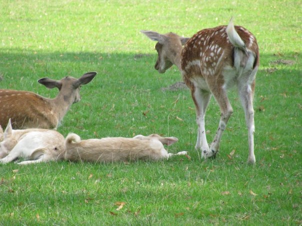 Разнообразие животного мира (фото 5)