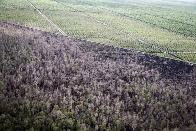 Как подделывали еду сто лет назад и что мы едим сейчас (фото 8)