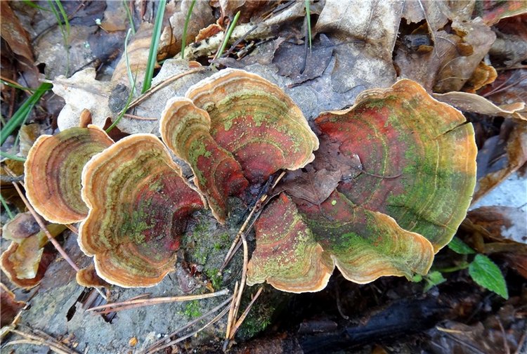 23 февраля - расцвели синие подснежники