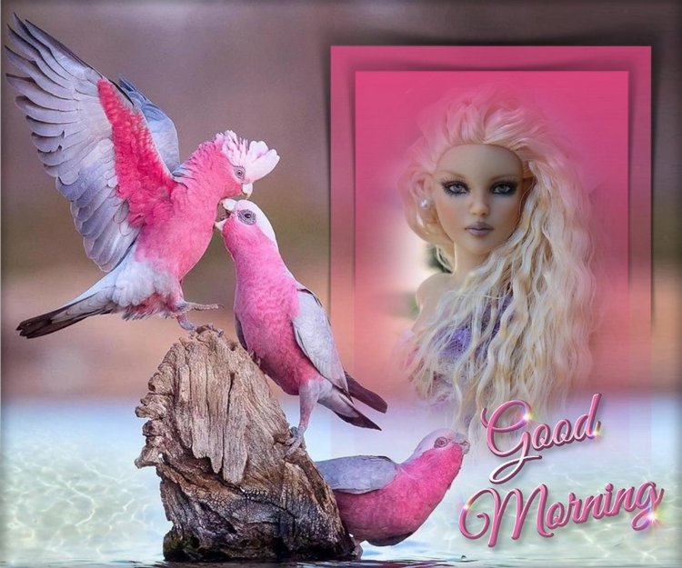 Мои Тоннерки. Фотозарисовки