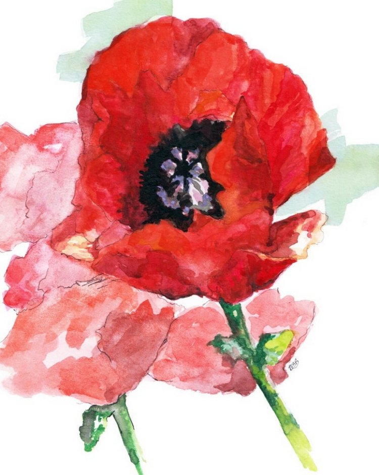 TheColorfulCatStudio - Иллюстрированная флора by Rachel Byler