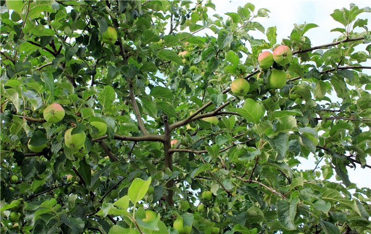 Июльское путешествие в Старицу (фото 2)
