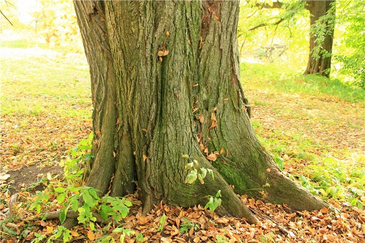 Путешествие Dal Hangry в Грузины, продолжение