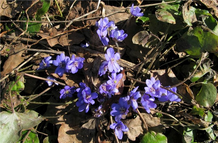 Апрельский день в Василёво, заключительная часть