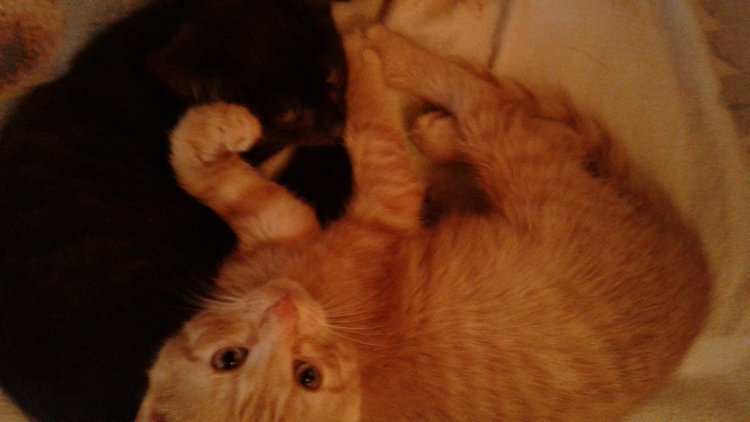 Больше никаких кошек! А котята не считаются | Бэйбики Больше никаких кошек! А котята не считаются