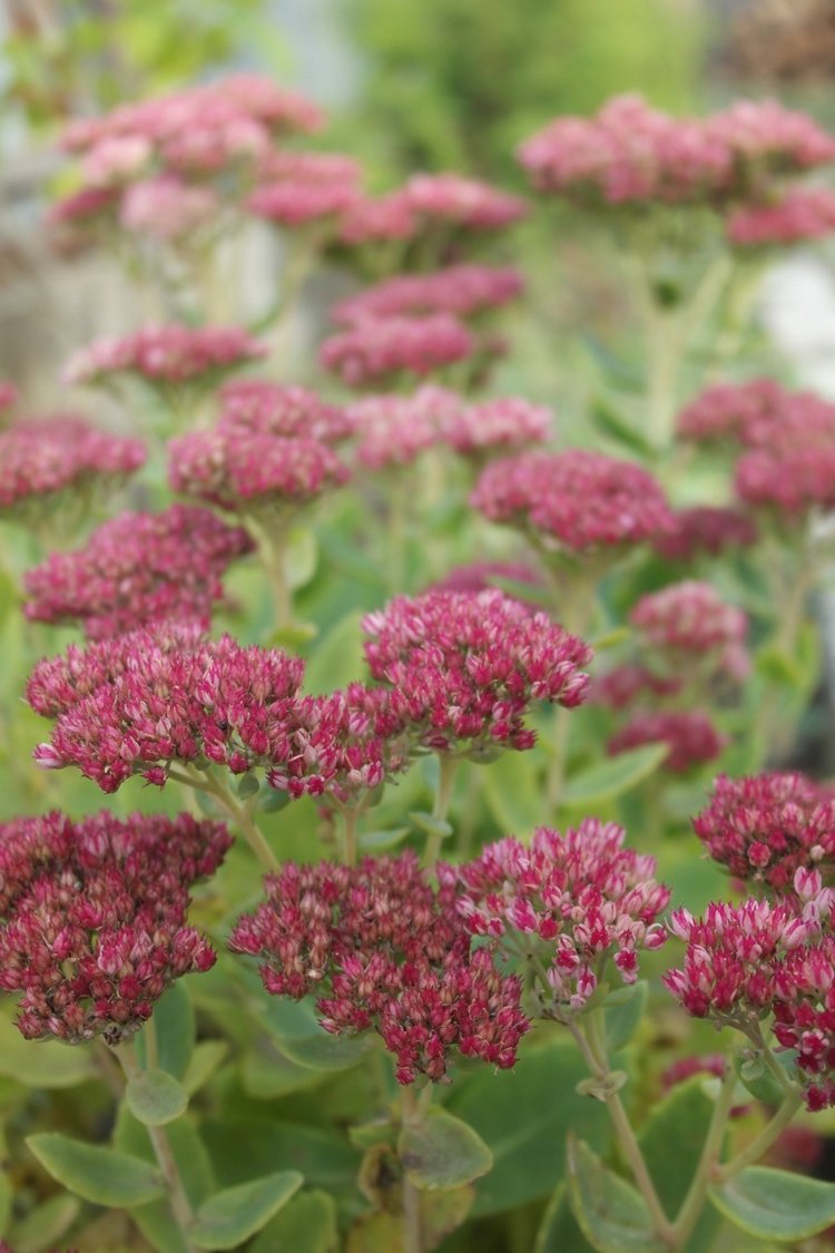 Осенний день Юляши и Бьорк