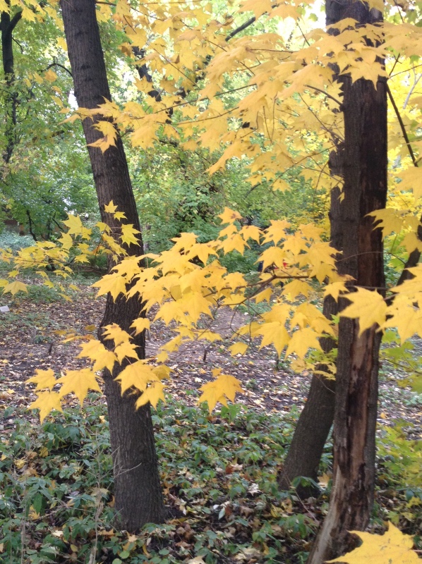 Аптекарский огород сегодня. ч.5. Грибной фестиваль