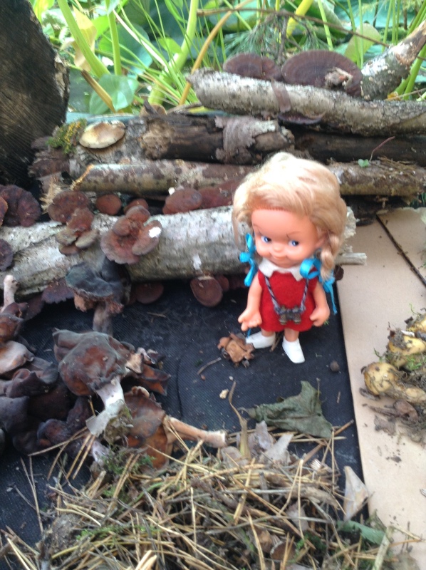 Аптекарский огород сегодня. ч.5. Грибной фестиваль