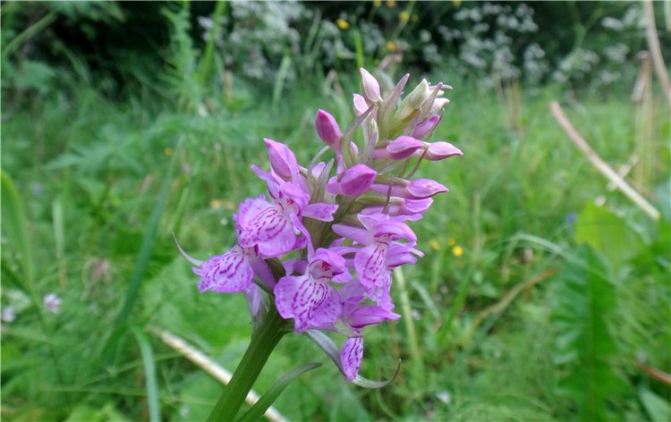 Девочка и Ёжик. Minifee Miyu FairlyLand | Бэйбики Девочка и Ёжик. Minifee Miyu FairlyLand