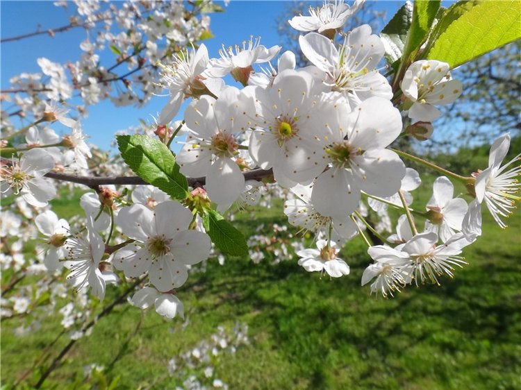 Дивная Весна — Куклы Zwergnase (Цвергназе/Цверги): фото