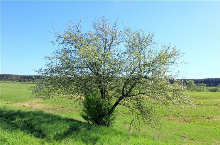 Дивная Весна — Куклы Zwergnase (Цвергназе/Цверги): фото