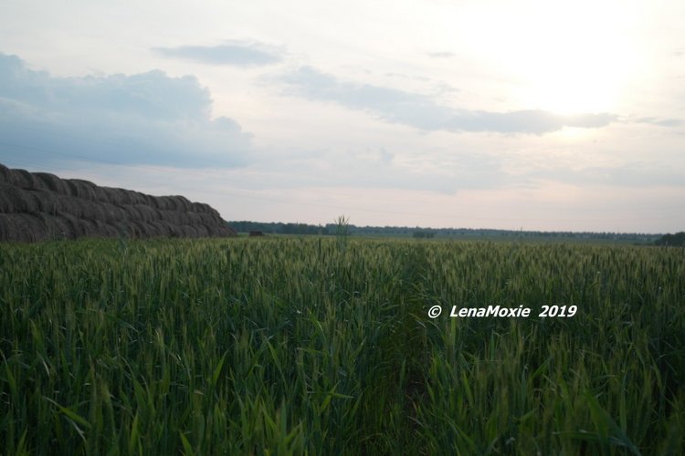 Нико. Прогулка в полях — Куклы Kidz'n'Cats (Соня Хартман): шарнирные 46 см